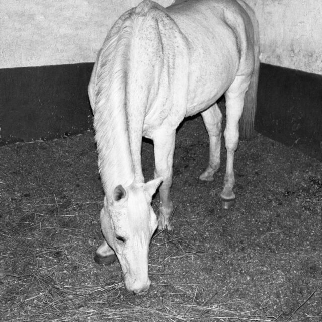 entrance-the-horse